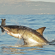 A great white shark jumps out of the water as it bites a decoy seal near False Bay in this July 4, 2010. “The white shark historically declined by an estimated 70% worldwide over the past half-century, but is now recovering in several regions, aided by retention bans,” the study says.